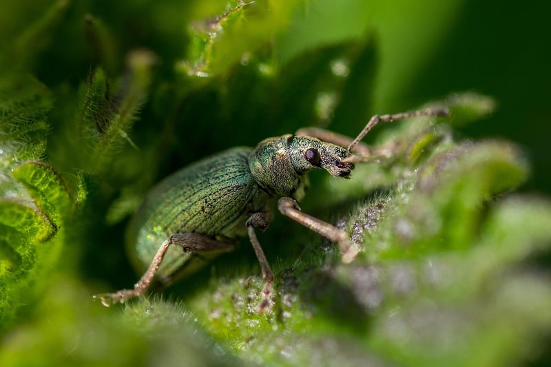 Common Garden Pests