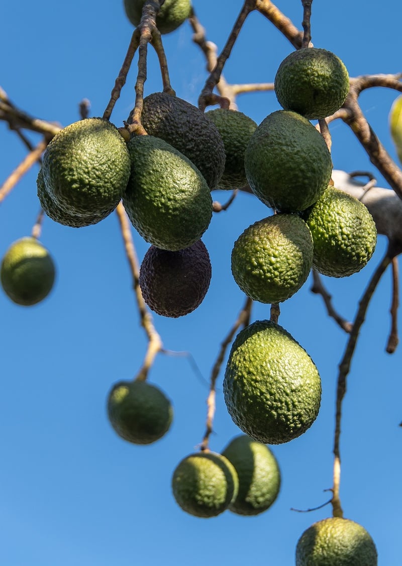 Fruit Trees
