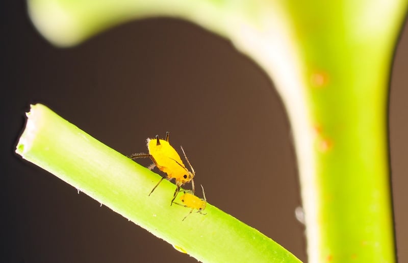 Aphids