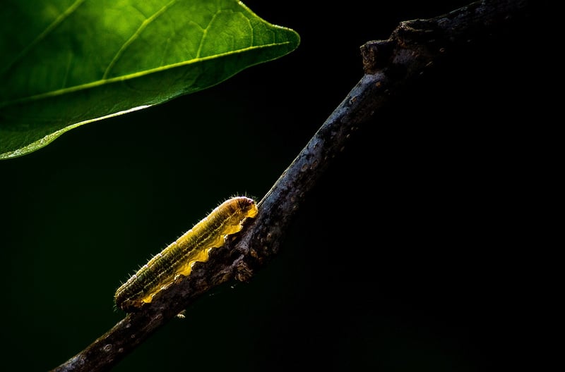 Caterpillar