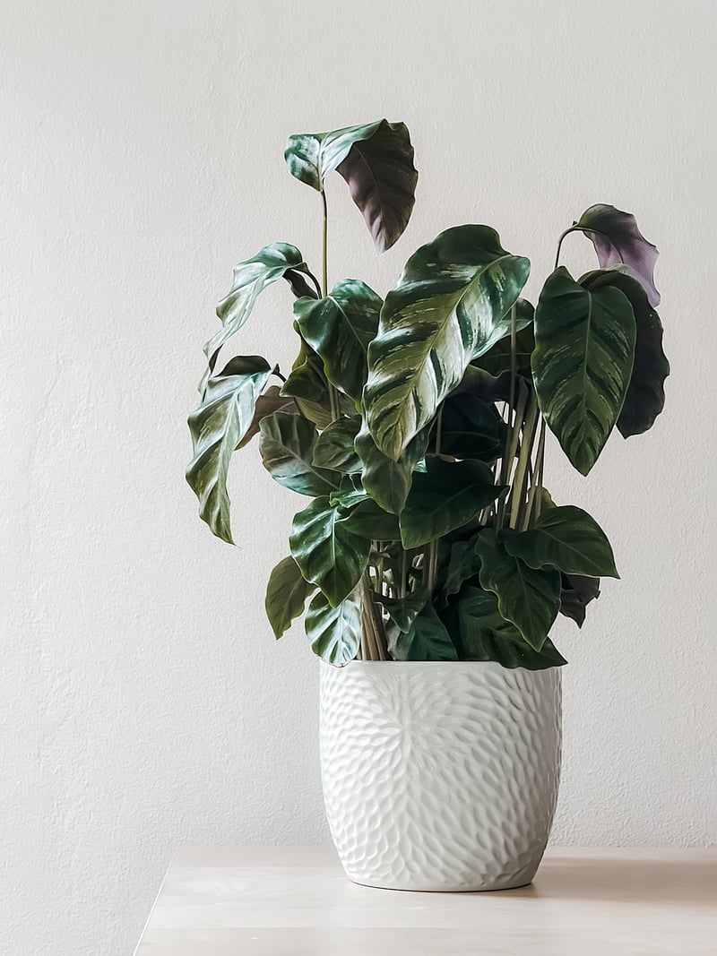 Healthy plant