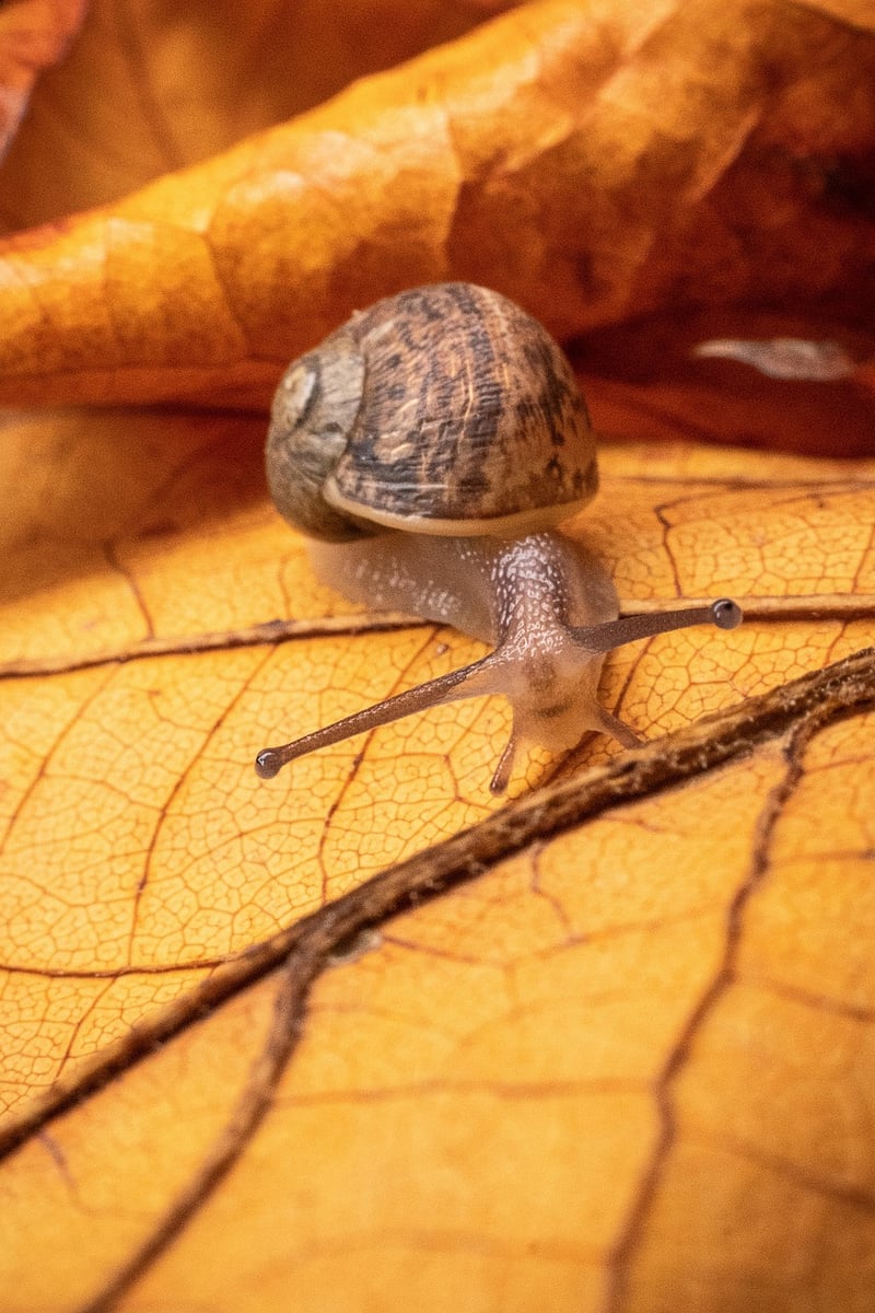 Snails