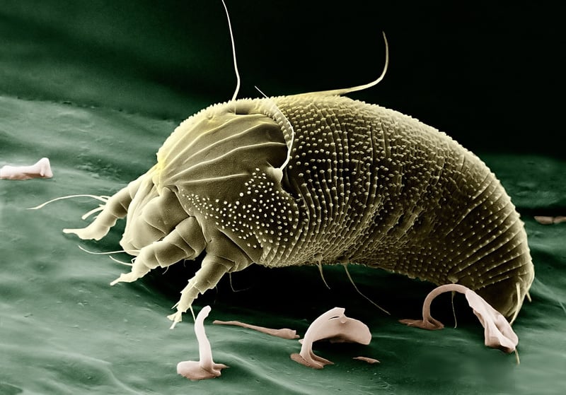 Spider Mites